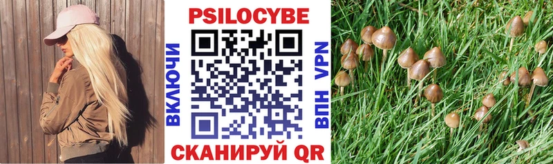 где продают   Трубчевск  Галлюциногенные грибы Psilocybe 